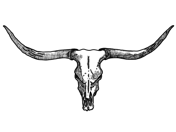 Longhorn skull wall decor