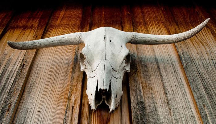 Skull longhorn jon putsch photography photograph horned 20th uploaded january which